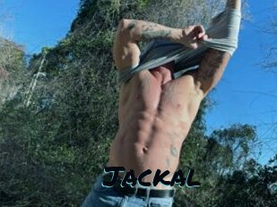 Jackal